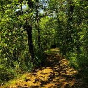images-3