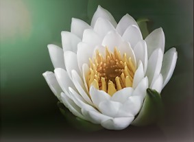 lily-5087899_1920